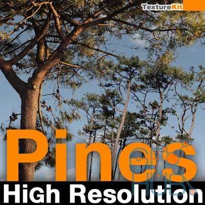 TurboSquid – Pines High Resolution Textures