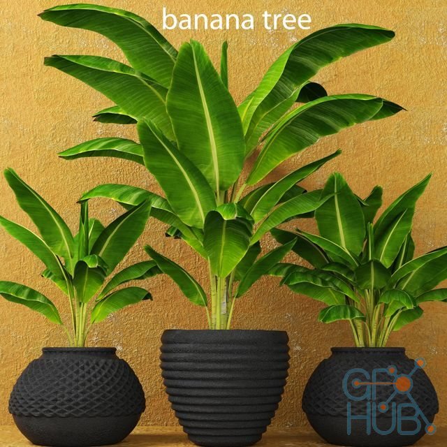 Three banana palms