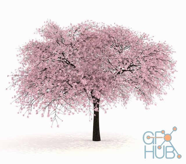Sour cherry – Prunus cerasus