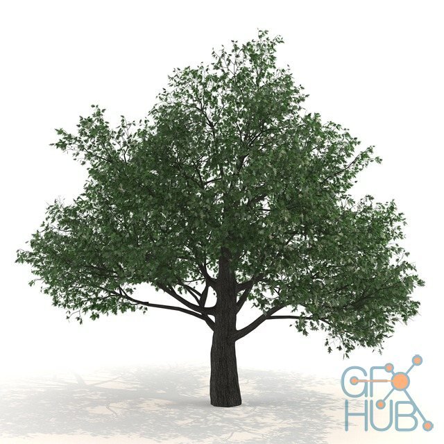 Pedunculate oak Quercus robur