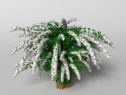 Blooming spirea «Grefshem»