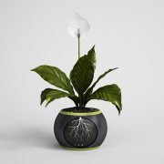 Smart–flowerpot with spathiphyllum
