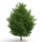 Silver Maple – Acer saccharinum