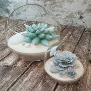Echeveria in glass vase