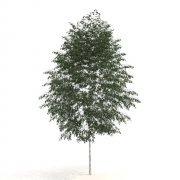 Silver birch – Betula pendula