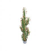 Euphorbia trigona in white pot