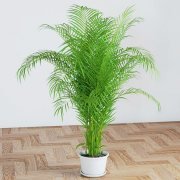 Palm of the areca
