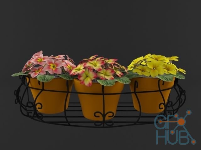 Three primroses in clay pots
