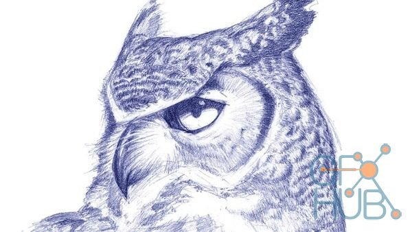 Udemy – Drawing Birds: The Essential Guide