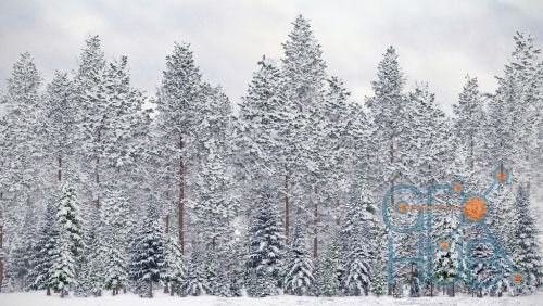 Download CGAxis Winter Conifer Trees 3D Models Collection Volume 98 free