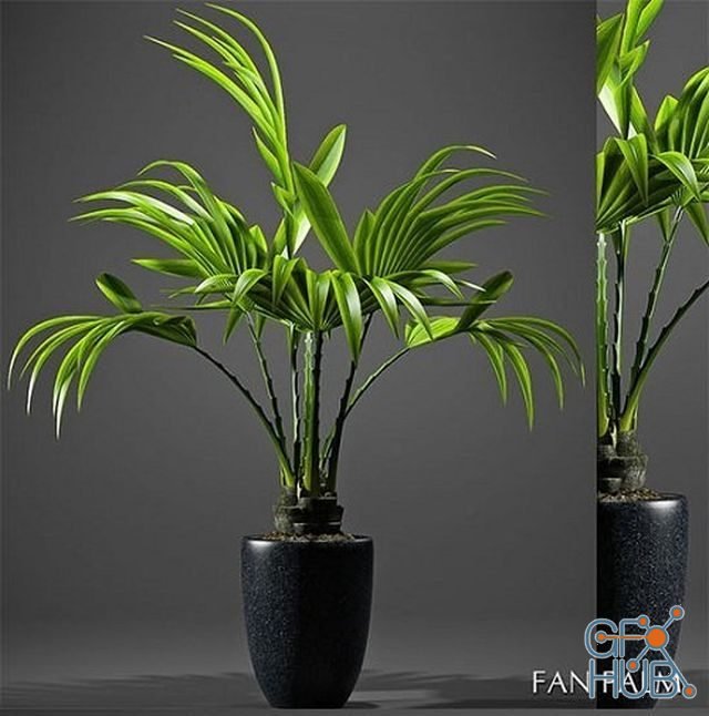 Plant Fan palm