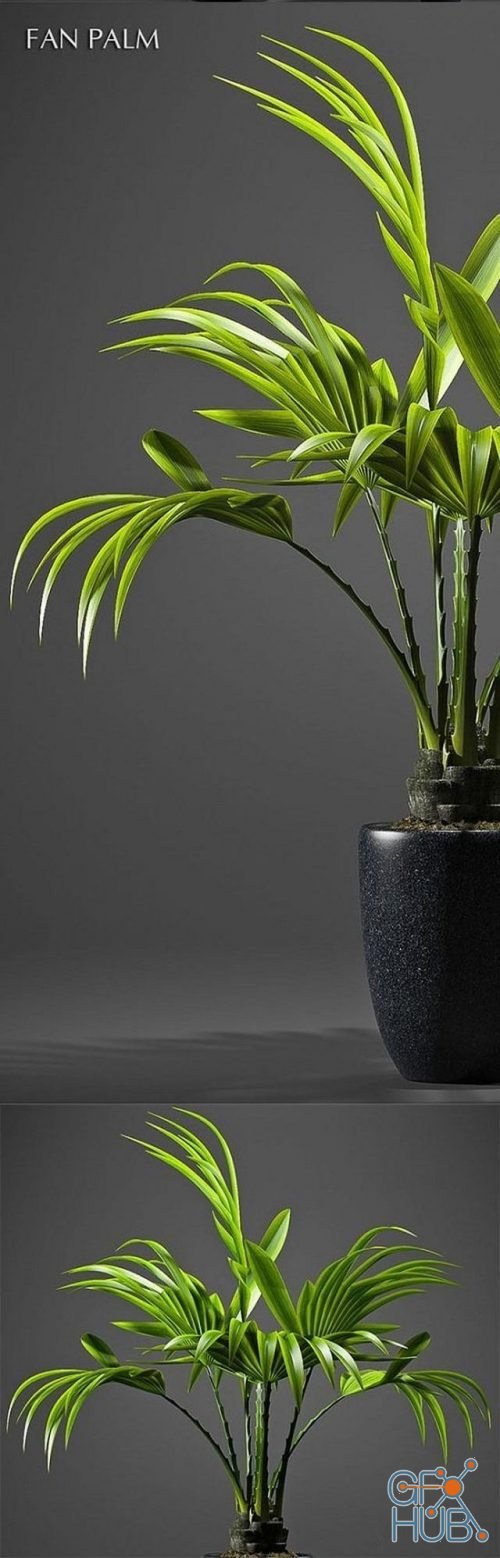 3D Model – Plant Fan palm | GFX-HUB