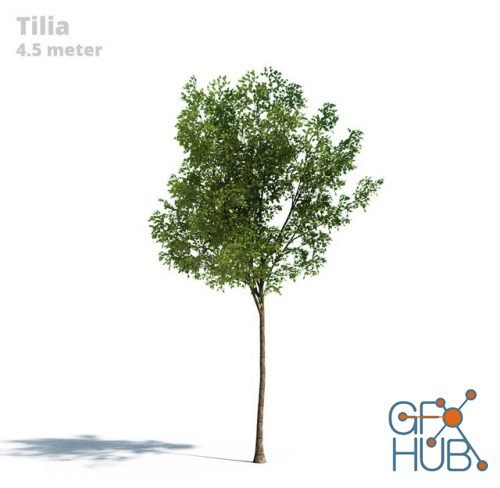 Realistic Tilia tree
