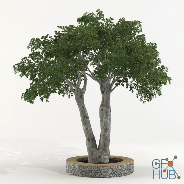 Ficus benjamina tree