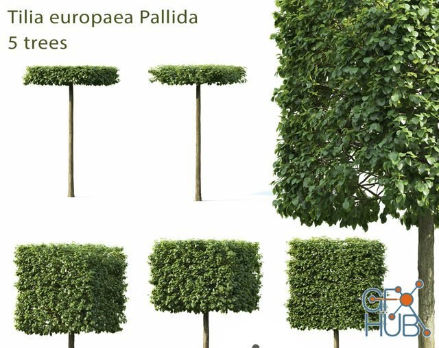 Tilia europaea Pallida