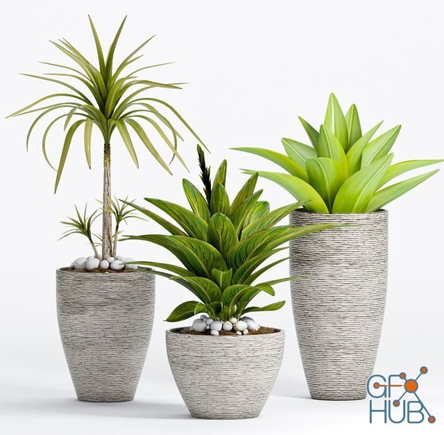 Decorative plants in pots in ethnic style