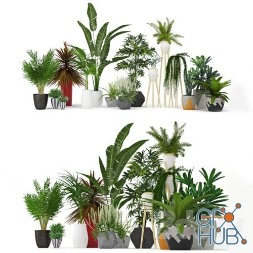 Set with indoor palms and succulents