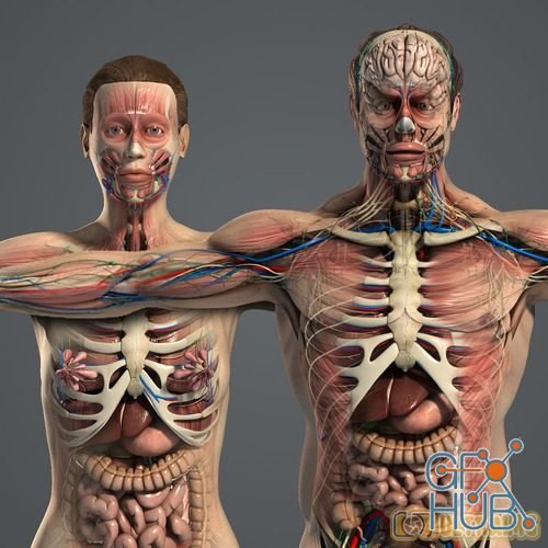 TurboSquid – Plasticboy Male and Female Anatomy Complete Pack V05