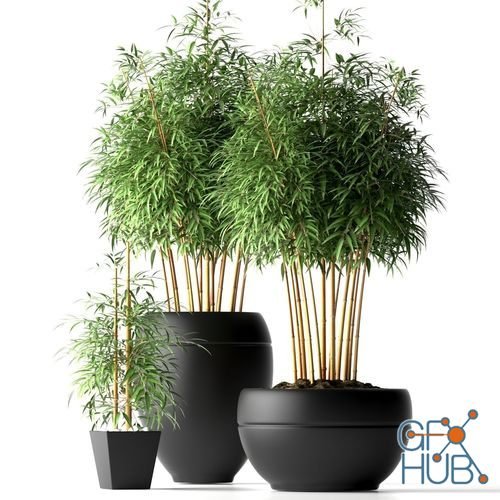 CGTrader – Bamboo Plant 3D model