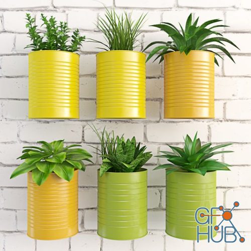 Plants in colored wall pots