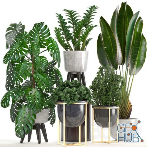 Collection of tropical plants with monstera