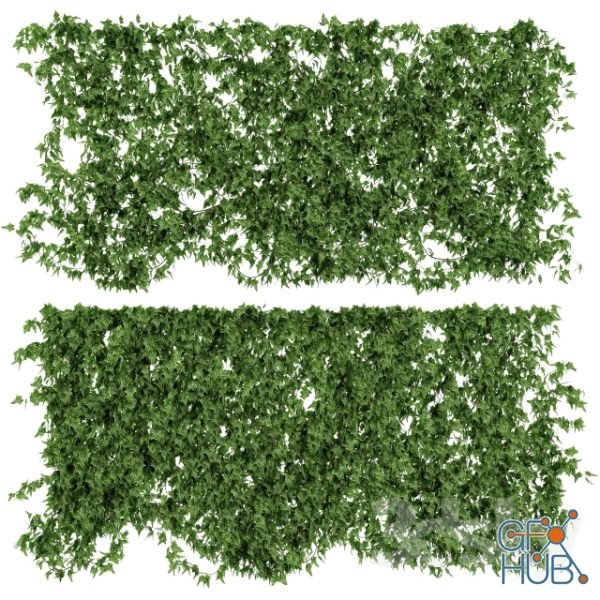 Ivy leaf wall for exterior and interior
