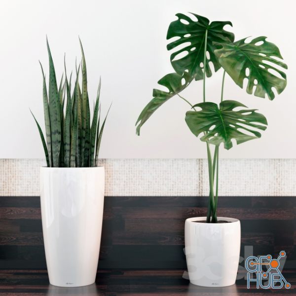 Flowerpots with sansevieria and monstera