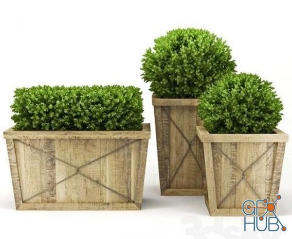 Plants in wooden tubs