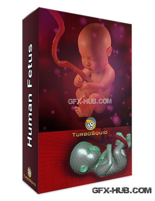 TurboSquid – Human Fetus