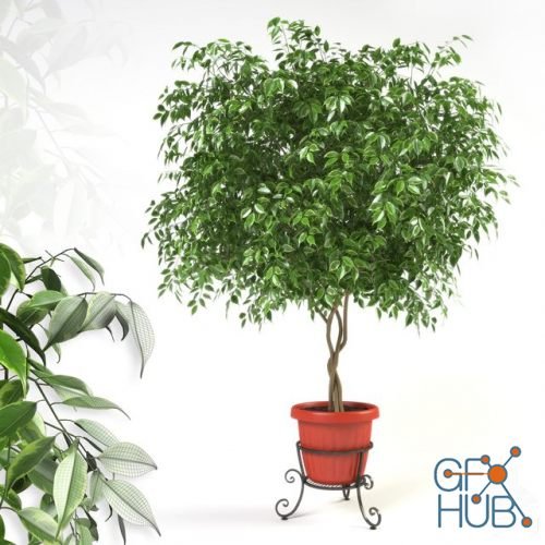 Ficus on forged support