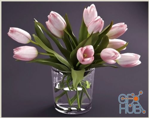 Tulips in three color variations