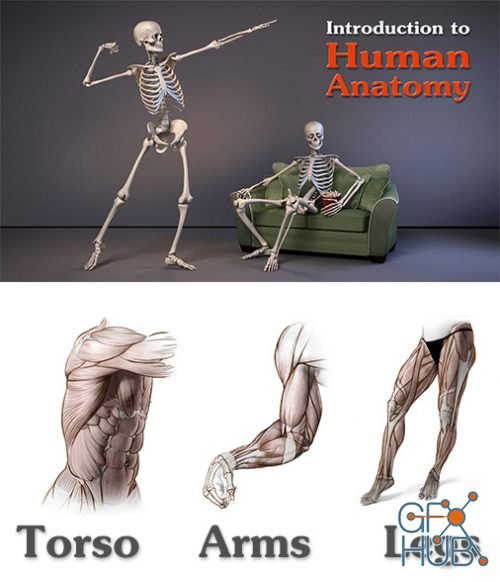 Human Anatomy for Artists – 3 Pack (Torso/Arms/Legs)