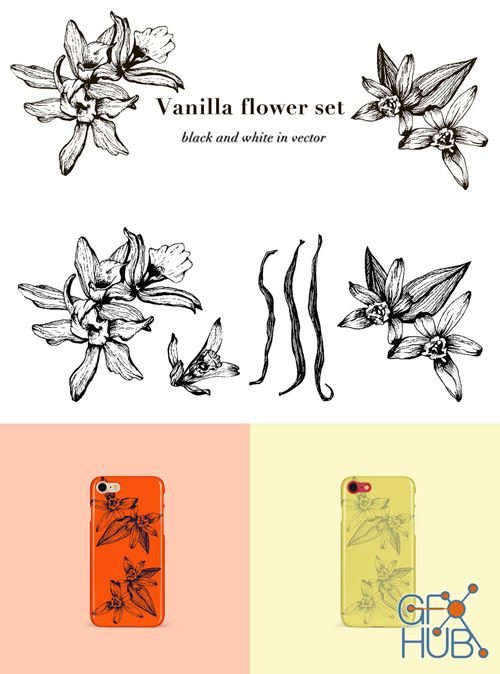 Vanilla Flower Set – Black and White in Vector (EPS)