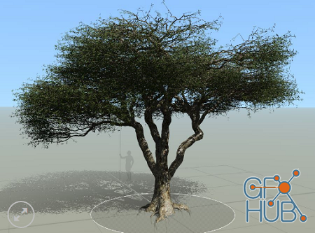 Pixelfront – Model An African Acacia Tree in SpeedTree