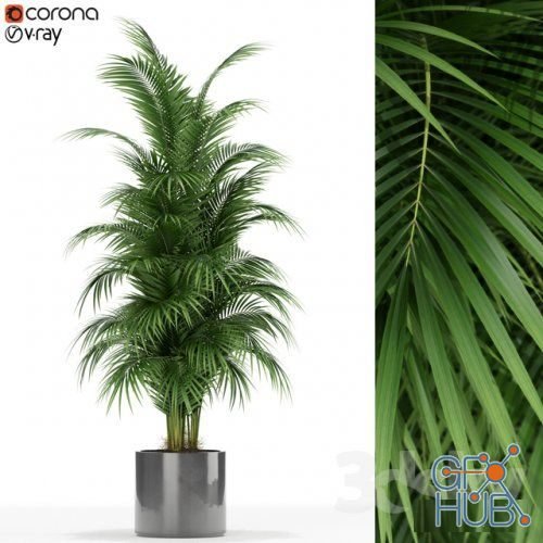 Plants collection 176