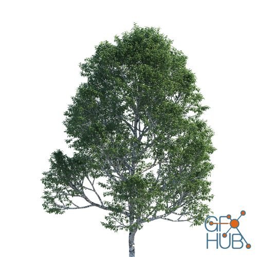 Polyget – Common Birch Trees 3D Models Collection