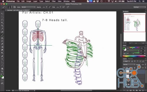 Skillshare – Simplified Anatomy For Artists
