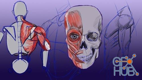 Udemy – Complete Beginner's Guide to Anatomy and Figure Drawing