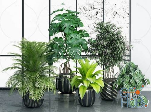 Plant Compilation 06