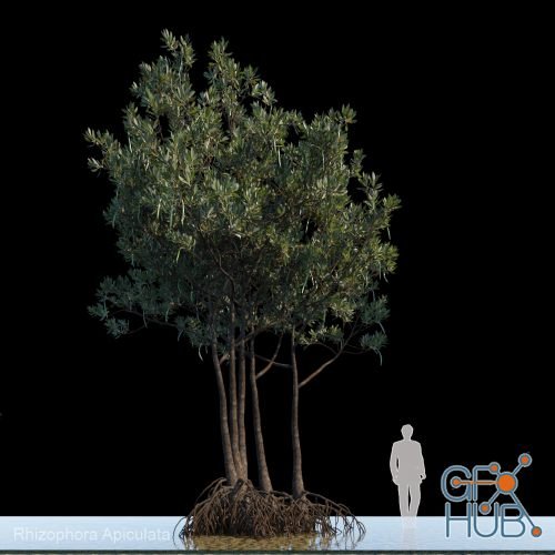 Rhizophora Apiculata tree 2
