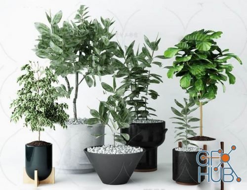 Plant Compilation 13
