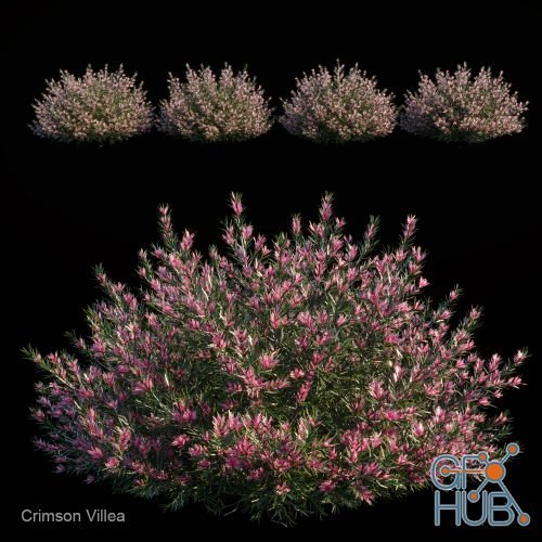 Crimson villea (max, fbx)