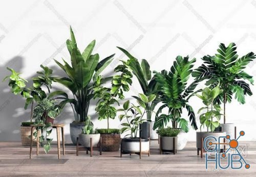 Plant Compilation 17