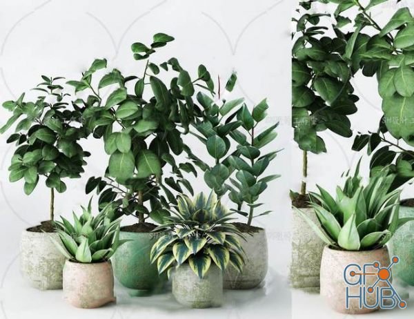 Plant Compilation 30
