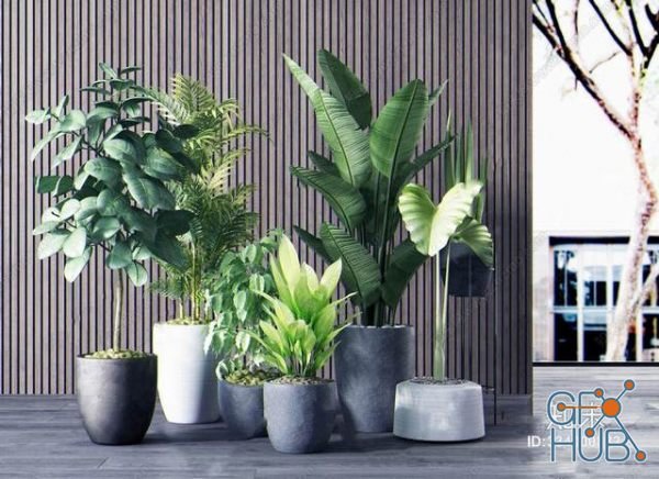 Plant Compilation 31