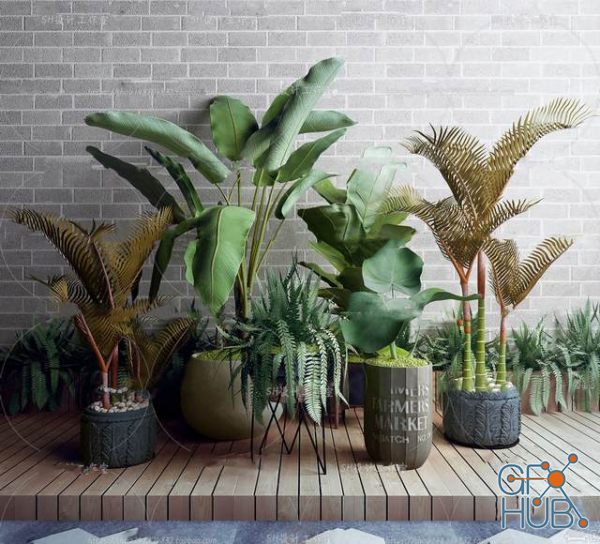 Plant Compilation 51