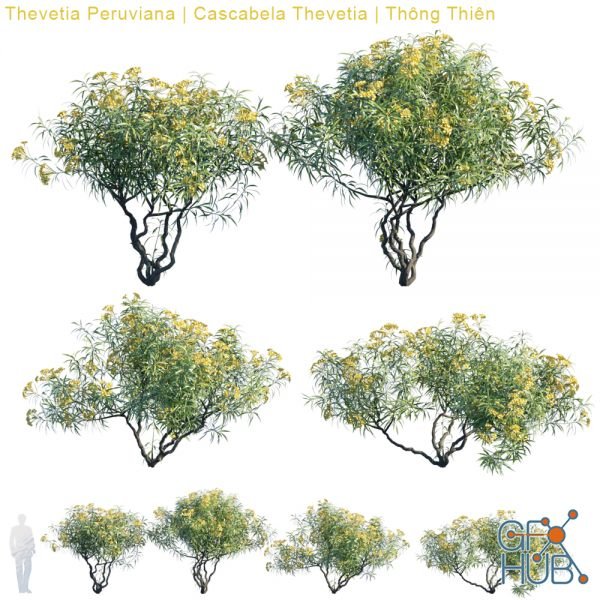 Thevetia Peruviana, Cascabela Thevetia (max, fbx)