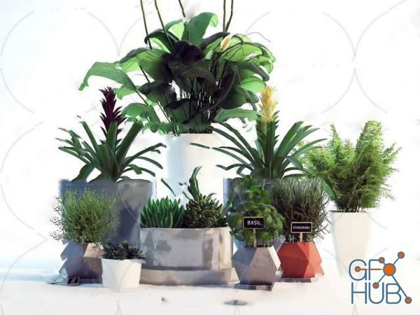 Plant Compilation 65
