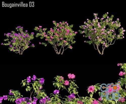 Bougainvillea 03 (max, fbx)