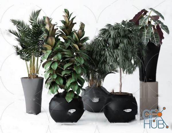Plant Compilation 80